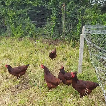 Nocleg ze śniadaniem Brookvale 4*