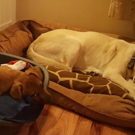 Brookvale Frühstückspension Wellingtonbridge