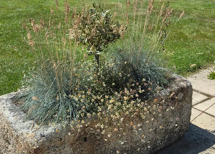 Brookvale Wellingtonbridge