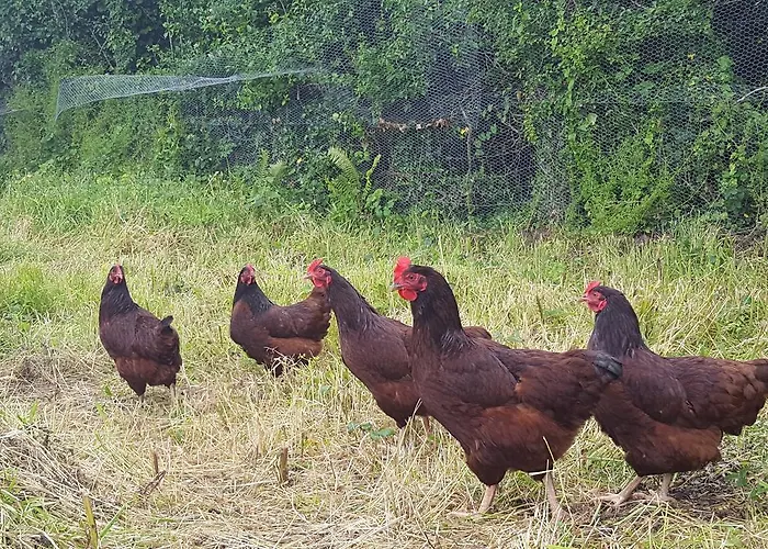 Brookvale Bed & Breakfast Wellingtonbridge