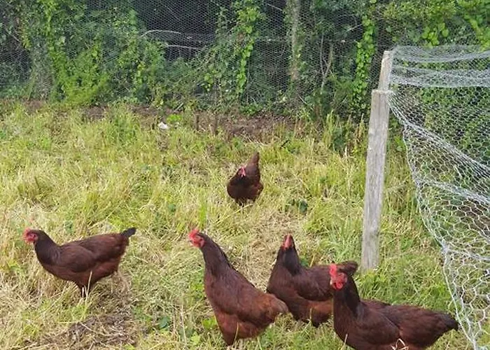 Bed & Breakfast Brookvale 4*