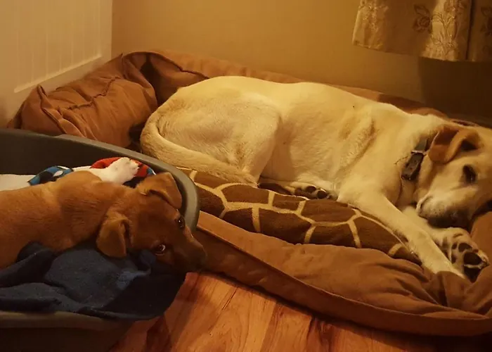 Brookvale Bed & Breakfast Wellingtonbridge